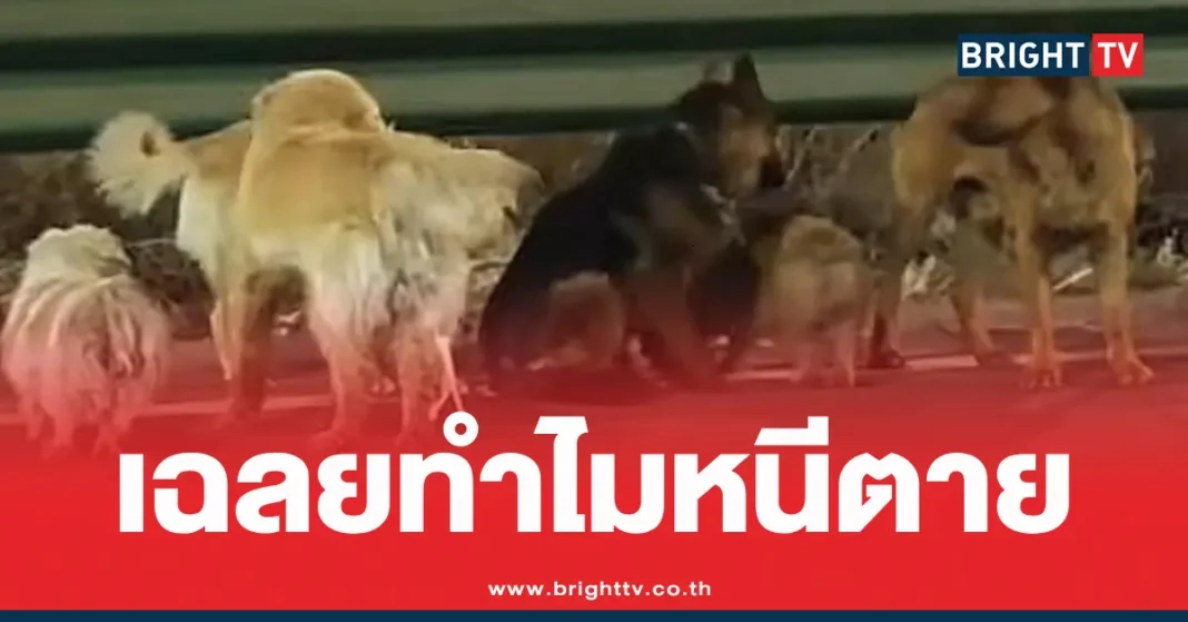 1774081795 729892 Brighttv.webp