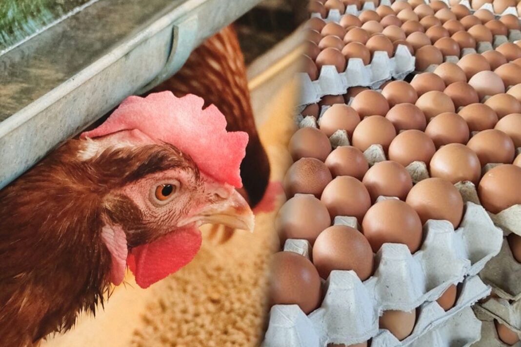 Egg Chicken