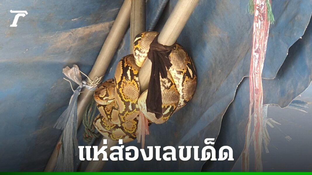 DFQROr7oWzulq5Fa7HG7K7tVm8Pv56ompZP7qKIc4OORzl3jqApSptaoRB0cIdaX2wG