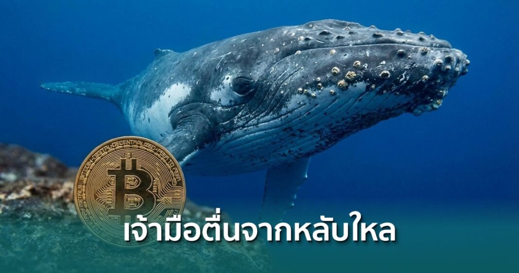 Whale With Bitcoin Overlay