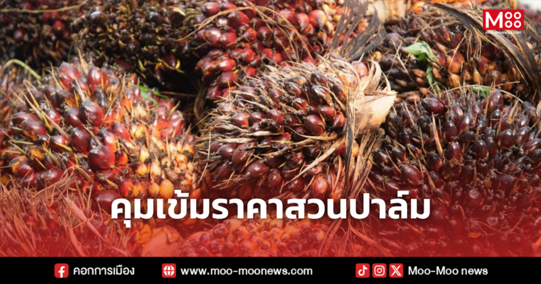 คุมเข้มราคาสวนปาล์ม