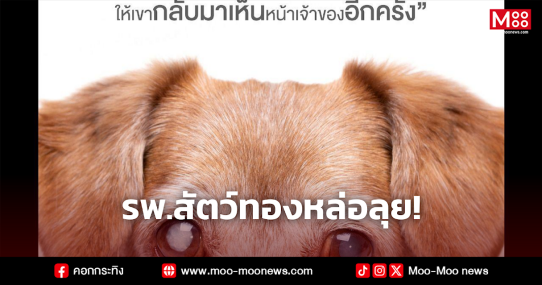 รพ.สัตว์ทองหล่อลุย