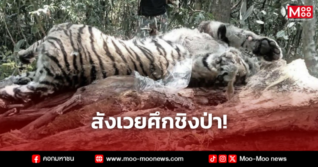 สังเวยศึกชิงป่า