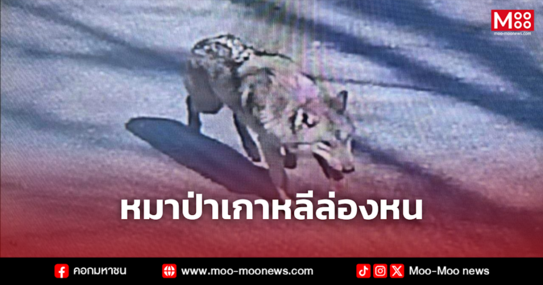 หมาป่าเกาหลีล่องหน