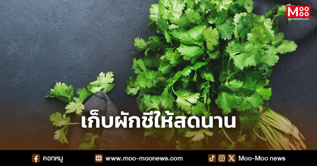 เก็บผักชีให้สดนาน