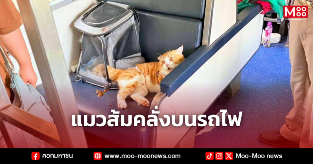 แมวส้มคลั่งบนรถไฟ