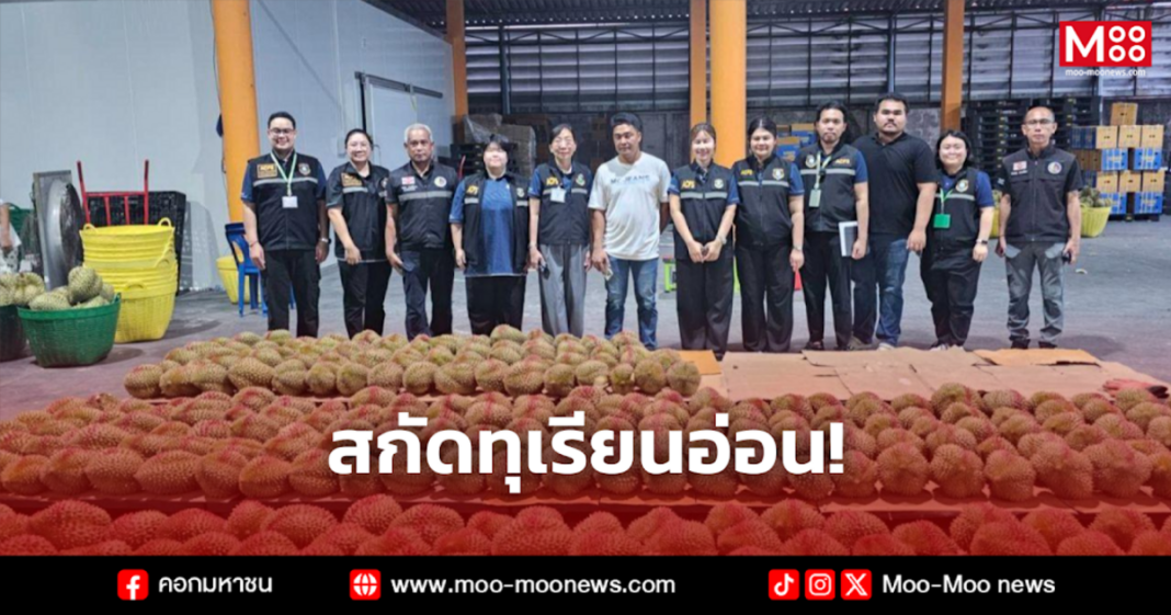 สกัดทุเรียนอ่อน สกัดทุเรียนอ่อน